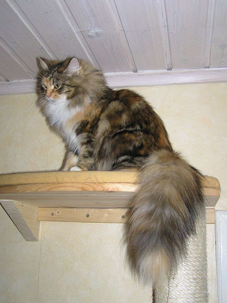 https://upload.wikimedia.org/wikipedia/commons/thumb/f/f3/Siberian_cat_tail.JPG/768px-Siberian_cat_tail.JPG