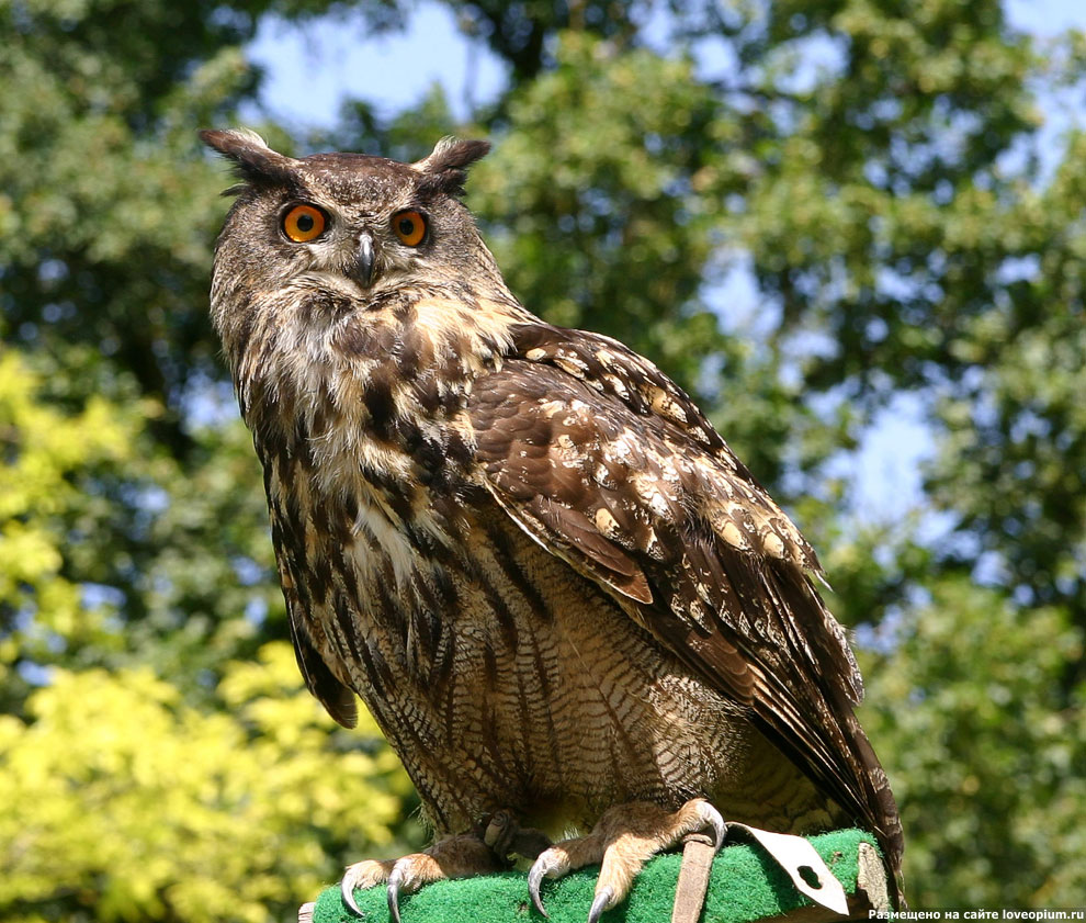 Филин (Bubo bubo) 