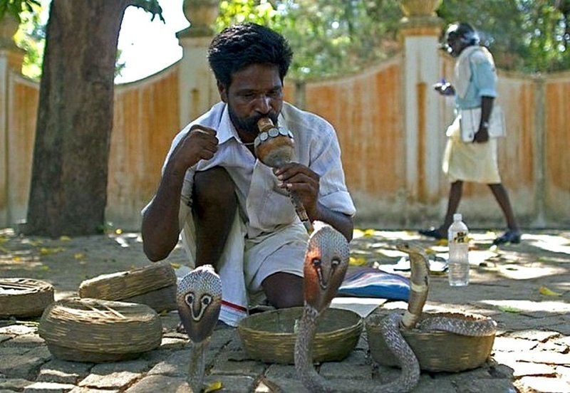 В Китае змей ловят главным образом для кулинарных нужд, в Индии — из-зи кожи, а в Бирме — для изготовления противоядий. животный мир, информация, юмор