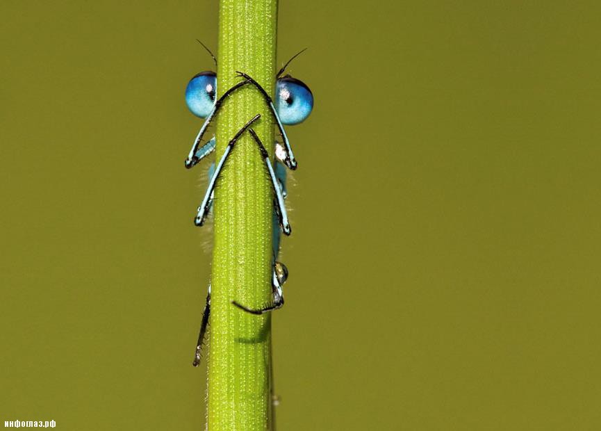 Самое маленькое насекомое в мире Самое маленькое насекомое в мире интересное,насекомые,природа