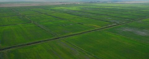 Новые сорта риса выводят селекционеры в Красноармейском районе Кубани