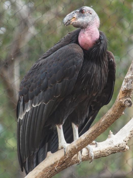 Величественный хищник: птица кондор