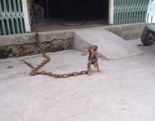 Прелестные животные, которые подарят вам улыбку 