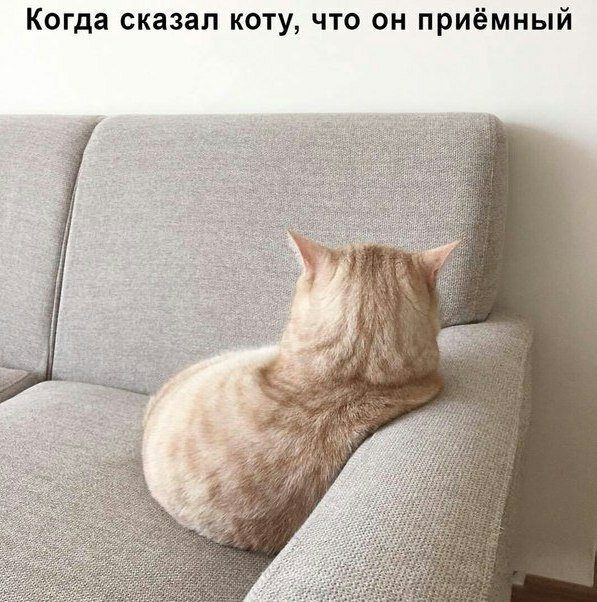 Социальный юмор Социальный юмор