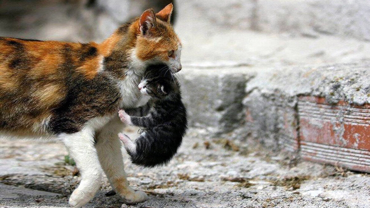 Анфискины заботы