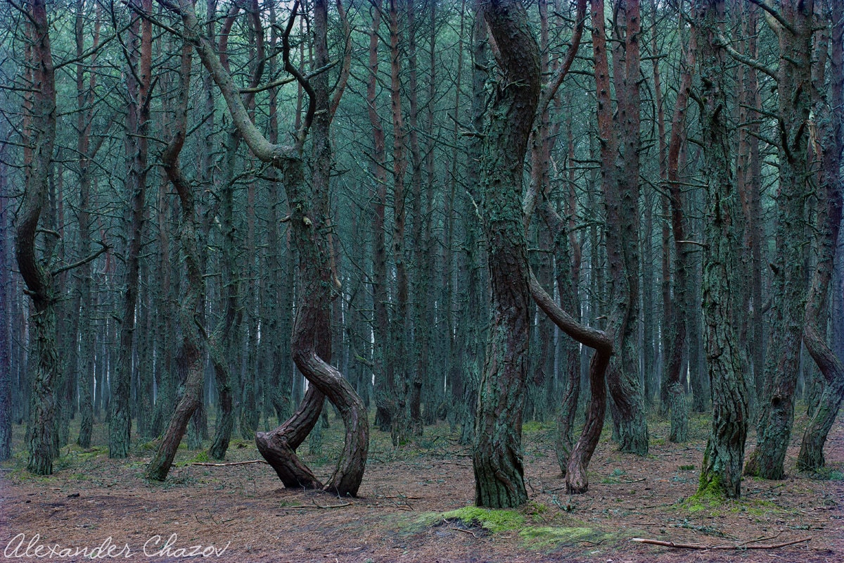 Куршская коса, Танцующий лес