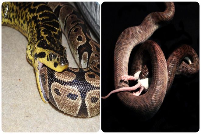 Питонам нелегко проглотить человека. В отличие от типичной добычи змей, грызунов, оленей, кабанов и обезьян.