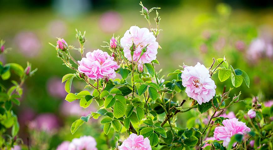 Все садовые шиповники: учимся разбираться в старинных парковых розах цветками, шиповник, – роза, розовыми, побеги, rugosa, простыми, шипов, имеет, цветет, морщинистая Rosa, время, среди, покрыты, мелкими, столько, колючейшая, видовых, самых, особенно