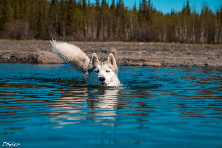 Сказочные хаски в фотографиях