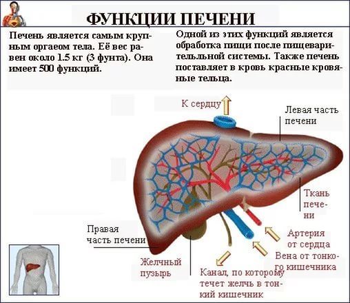 Приготовьте на завтрак эту кашу, чтобы наладить работу печени Приготовьте на завтрак эту кашу, чтобы наладить работу печени