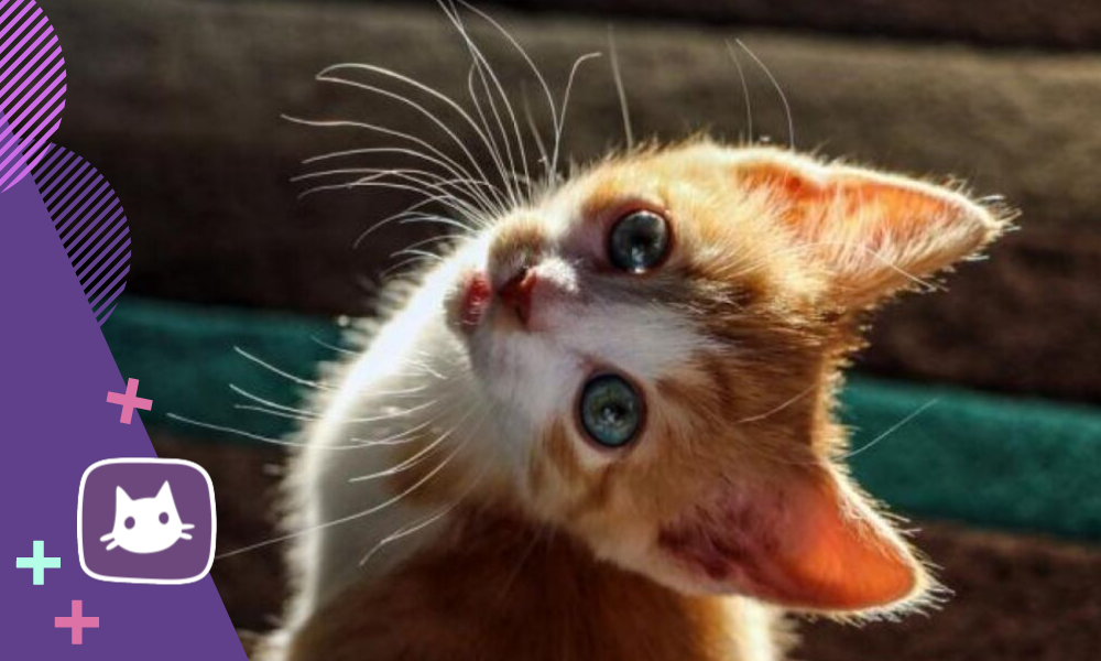 10 признаков, что ваша кошка вас любит не всё так грустно