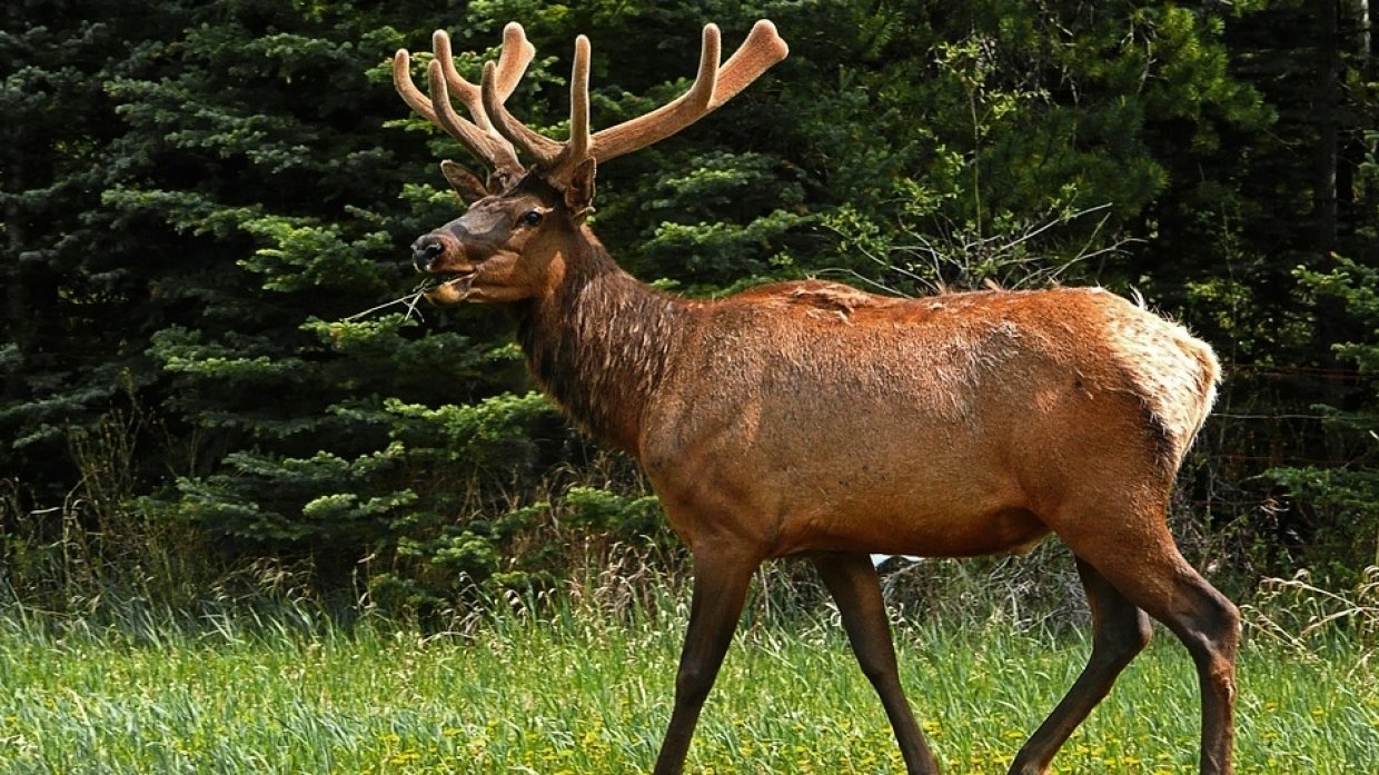 Экологи требуют запретить охоту на барсука и пятнистого оленя