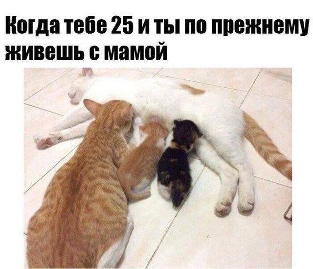 Социальный юмор Социальный юмор