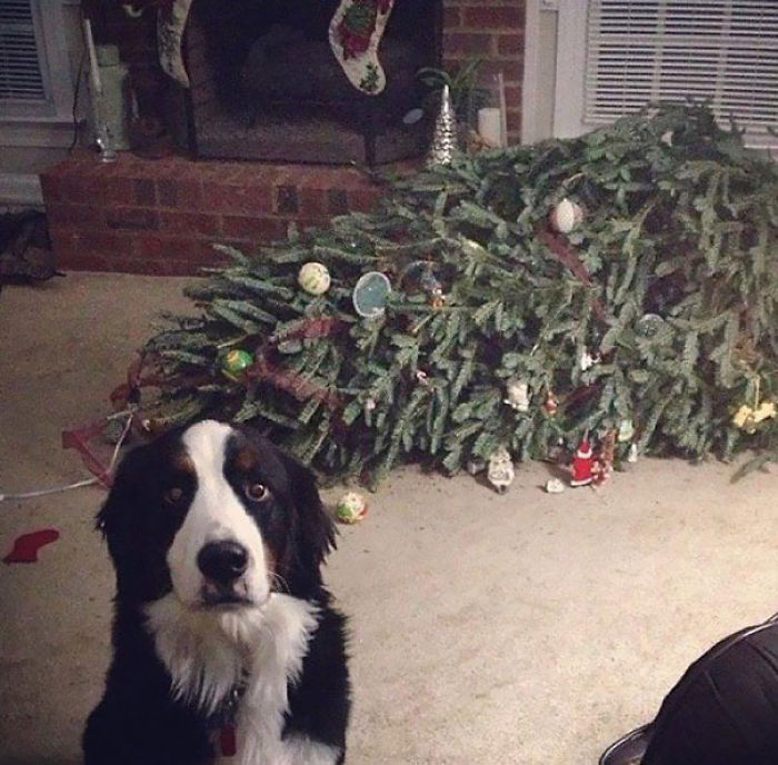 Oh Good, You're Here. The Tree Just Fainted!