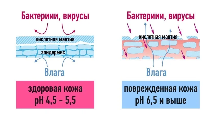 Невидимая Мантия Маркионини: частое купание с непредвиденными последстиями для тела каждый, мантия, купаться, мыться, неделю, Маркионини, неприятный, чтобы, навредить, важно, стафилококк, можно, бактерии, занимаетесь, поверхности, почти, потеть, зависит, через, работа