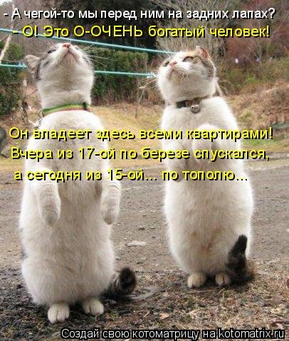 Лучшая котоматрица недели  смешные картинки
