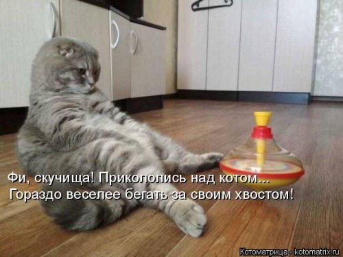 Лучшая котоматрица недели  смешные картинки