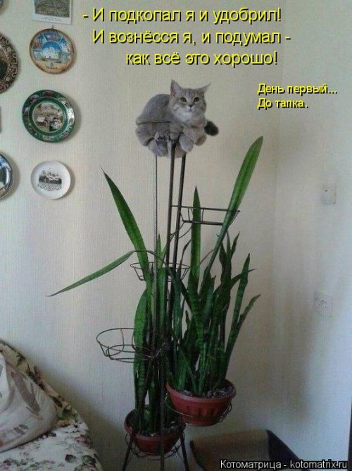 Лучшая котоматрица недели  смешные картинки
