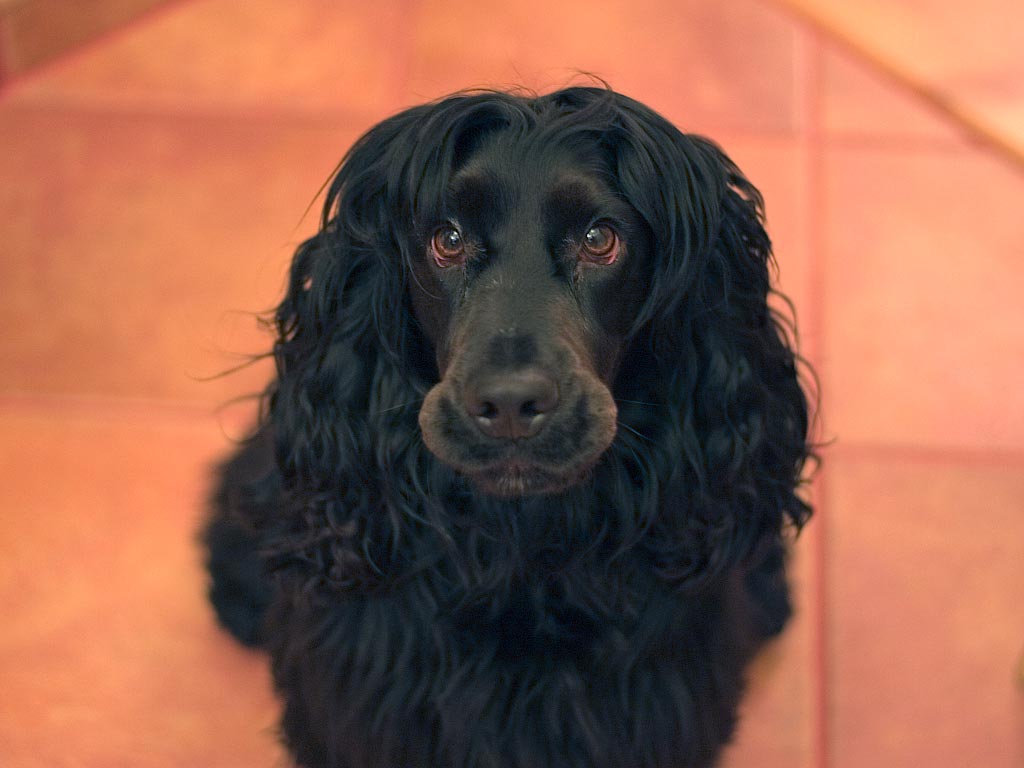 Английский кокер-спаниель. Часть седьмая