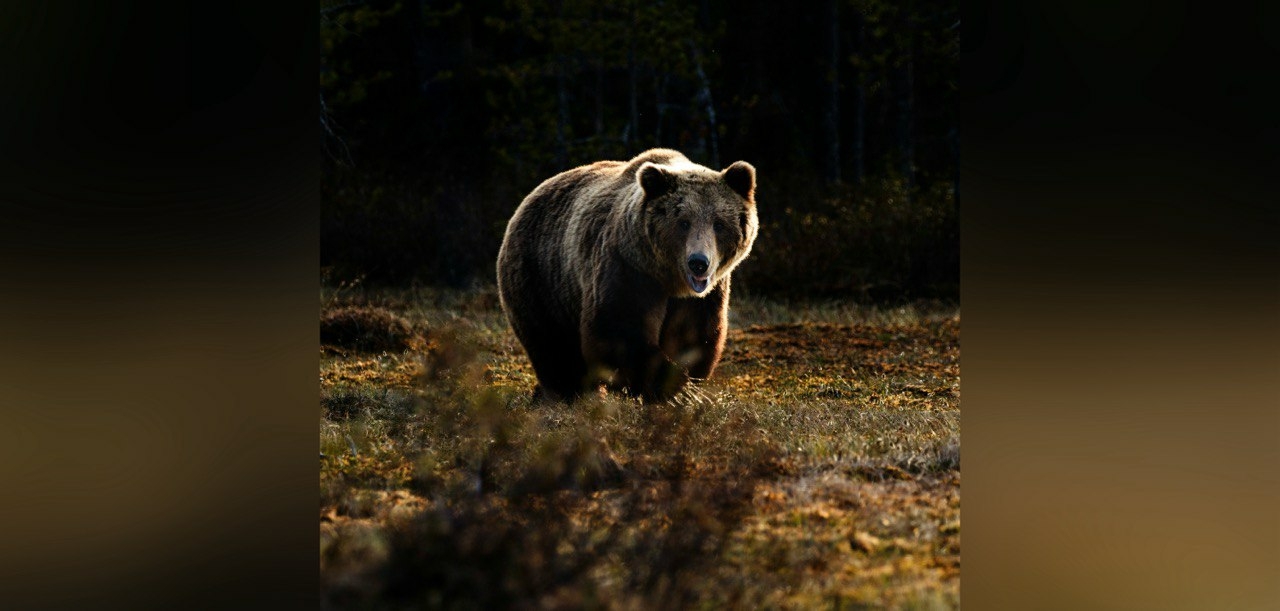 Российская пенсионерка защитилась от медведя при помощи палок для ходьбы