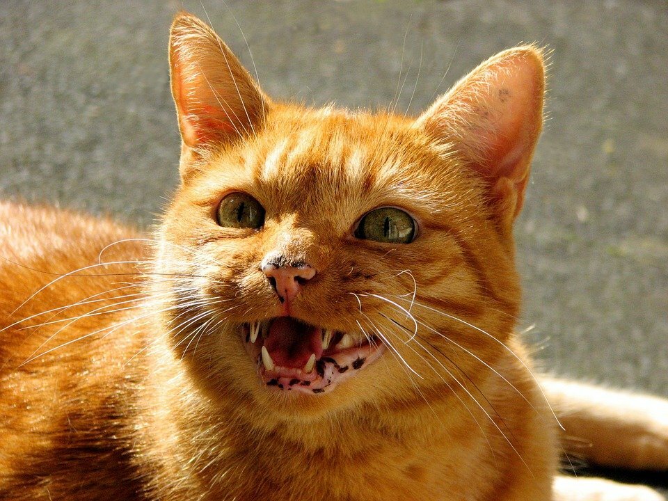 Кот говорит (фото pixabay.com)