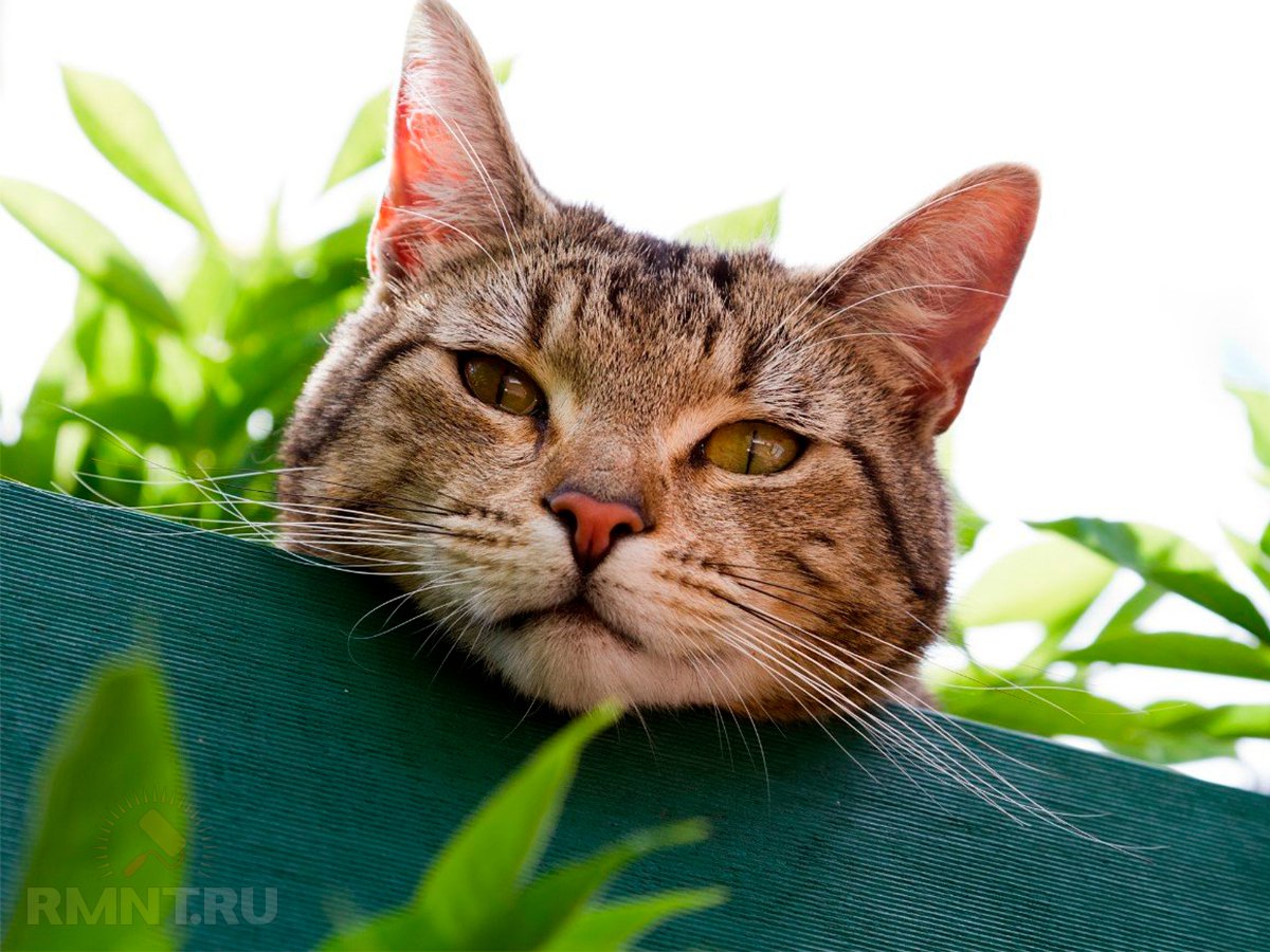 Кошка копает в цветах. Кот в огороде. Кот Дачник. Кошки и растения. Котики на грядке.