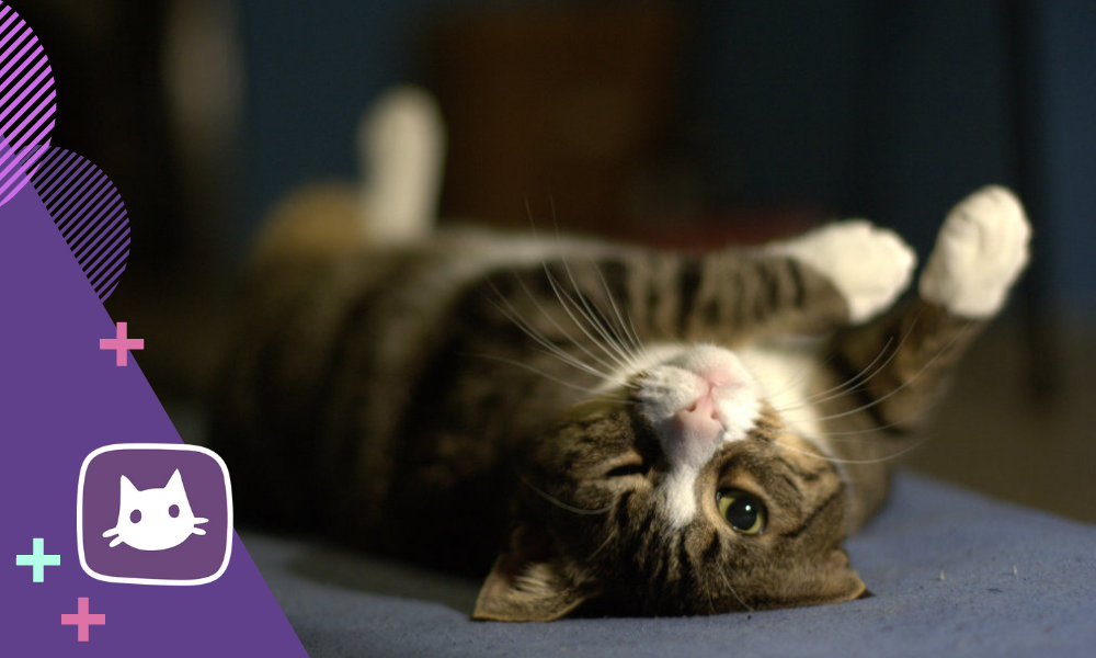 10 признаков, что ваша кошка вас любит не всё так грустно