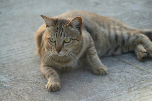 Животные, спасшие людей от верной смерти