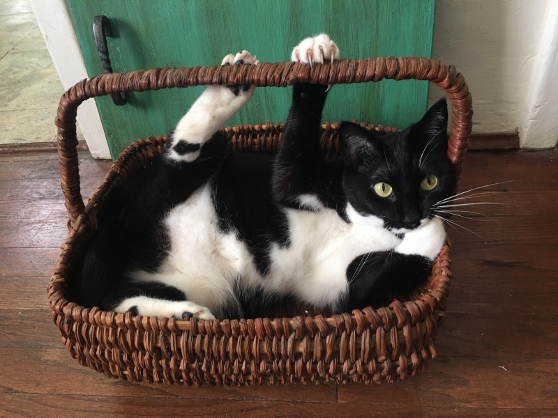 Русские пословицы о мурчащих кошка, кошке, кошек, кошки, любили, Великий, пост Борода, честь, есть Отольются, мышкины, слёзки Живут, собакой Отчего, гладок, бок Покупать, мешке Кот, пляс Зарекалась, серы Кошку, лазить Ночью, против, шерсти