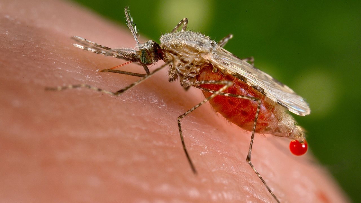 В мире проходит Всемирный день борьбы против малярии