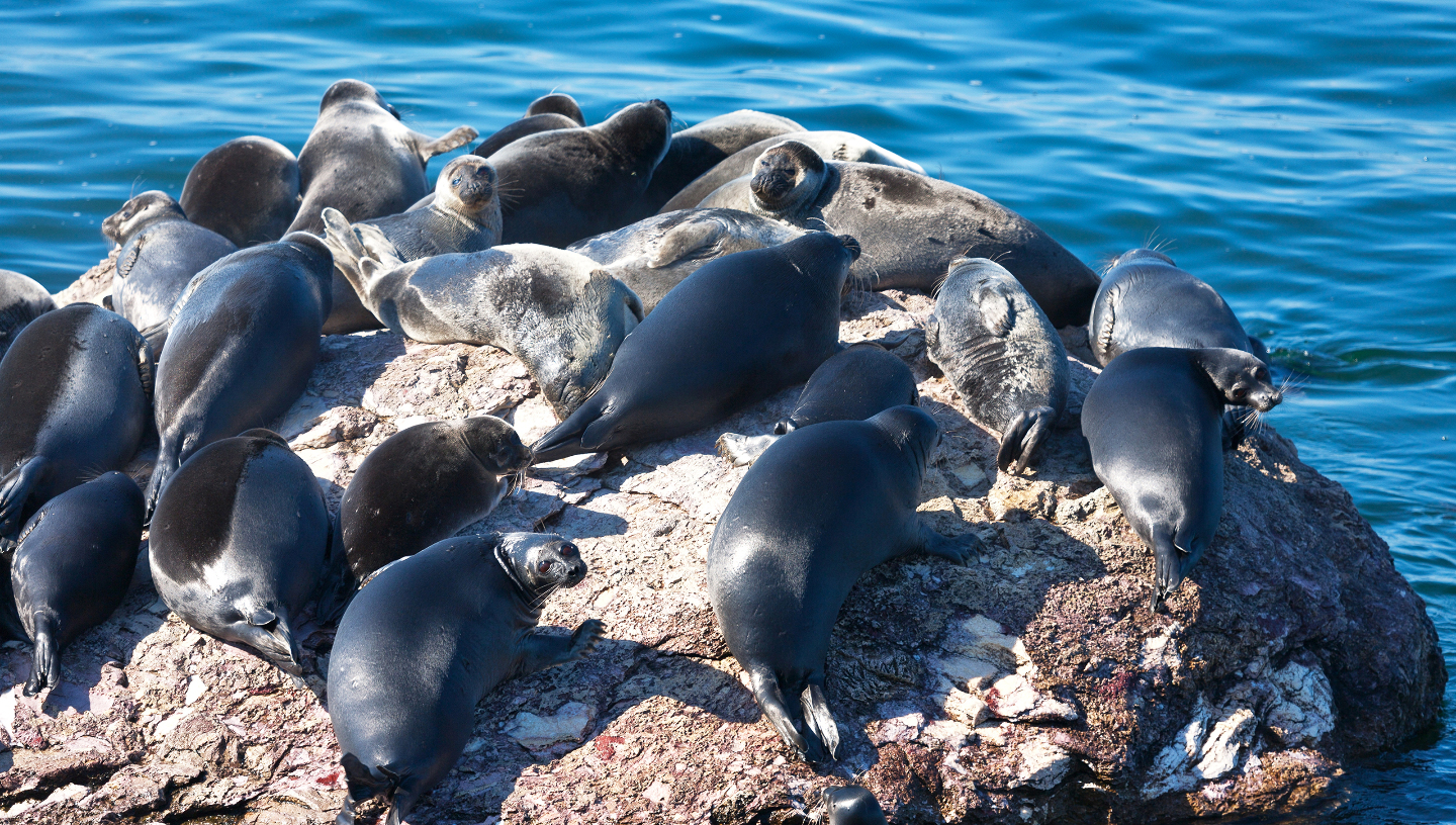 Байкальская нерпа: как живет эндемик  самого глубокого озера в мире нерпы, нерпа, байкальская, жизни, ласты, когтями, которые, может, животного, живут, время, нерпаФото, служат, точно, месяца, Байкала, довольно, байкальской, который, особей