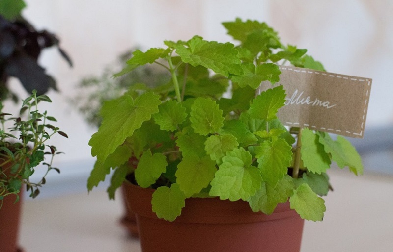 домашние растения с положительной энергетикой