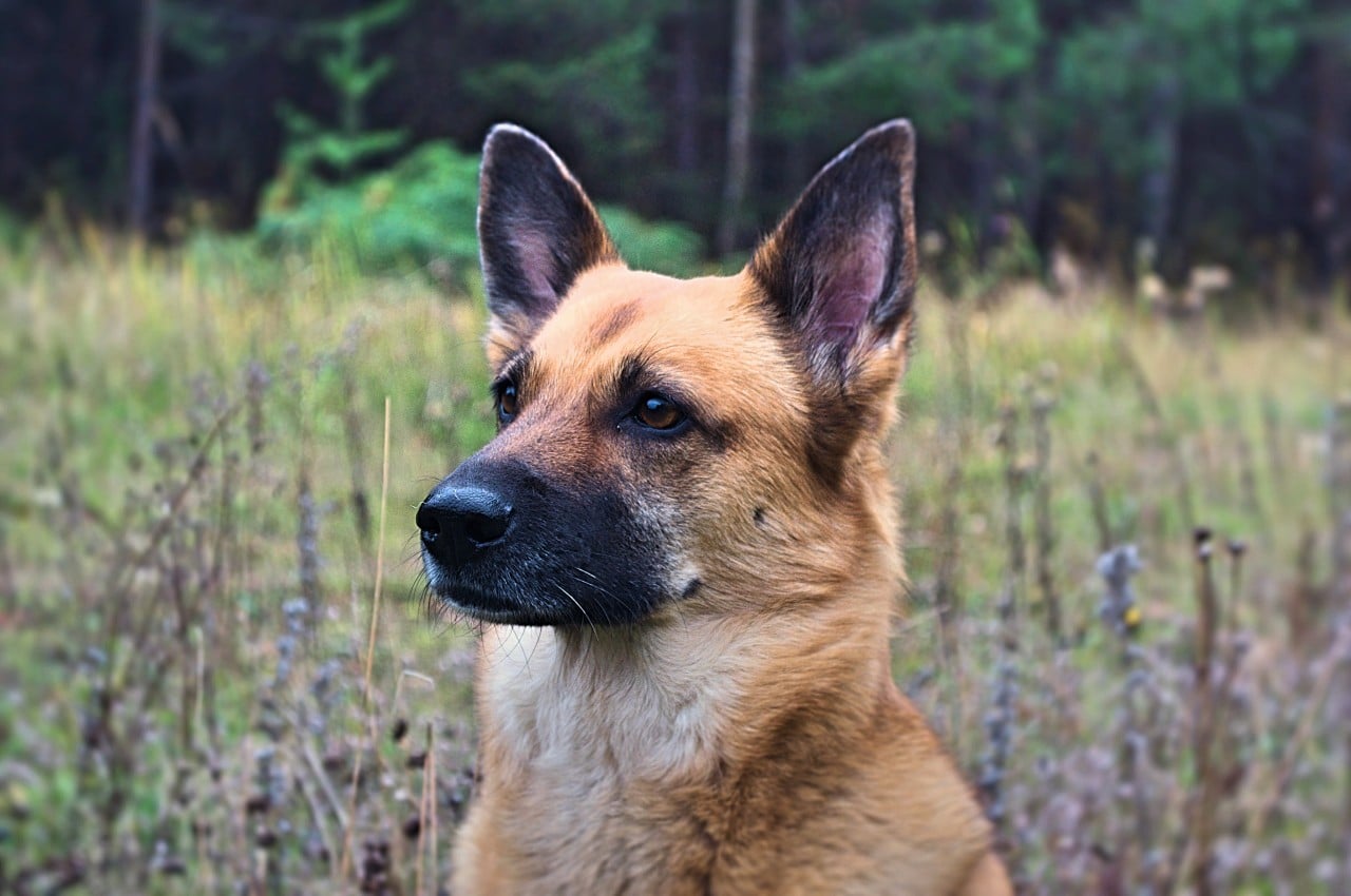 собака на прогулке