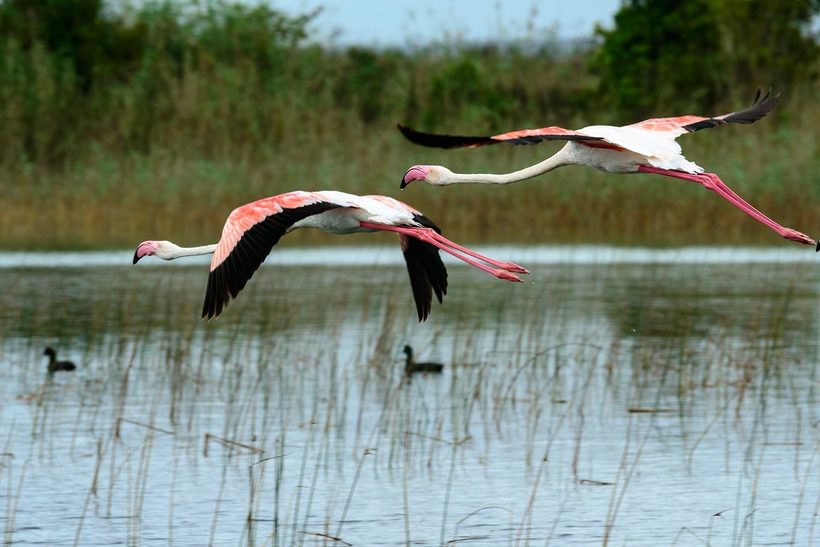 Исимангалисо — рай для птиц и зверей на юге Африки природа,Путешествия,фото
