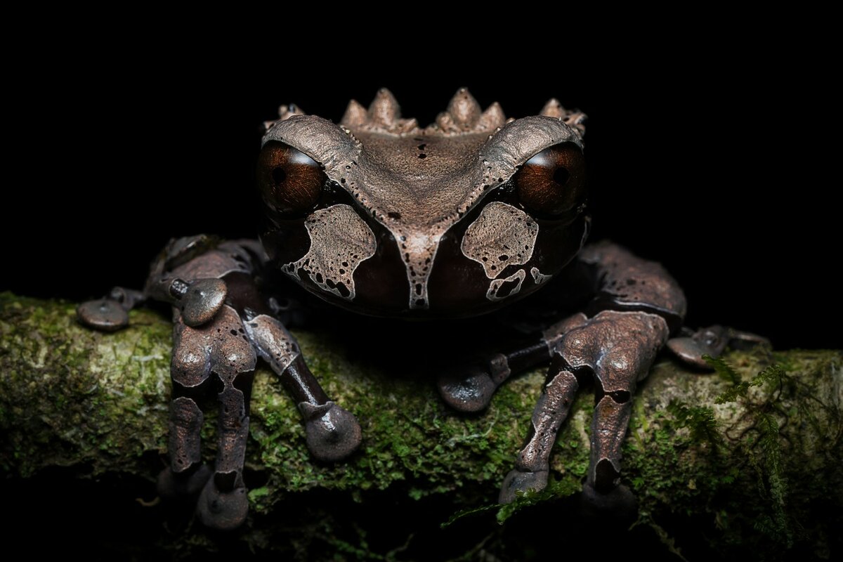 © Dinorah Graue Obscura (Мексика) «Корона древесной лягушки».
Шорт-лист в категории «Природа и дикий мир» | Sony World Photography Awards 2022