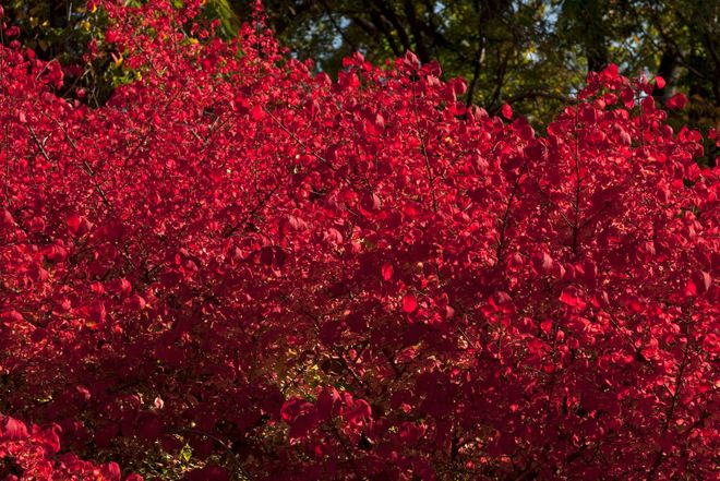 Сад by The New York Botanical Garden