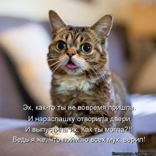 Лучшая котоматрица недели  позитив,смешные картинки,юмор