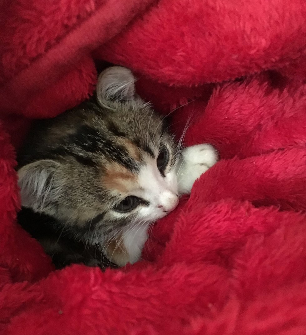 Одинокий котенок изо всех сил цеплялся за велосипедистов, чтобы те не уехали без него Одинокий котенок изо всех сил цеплялся за велосипедистов, чтобы те не уехали без него истории из жизни