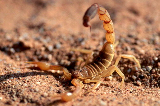 Скорпион в пустыне.