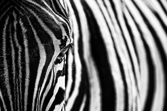 Etosha NP, Намибия.