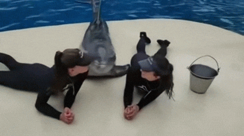 26 животных, чьи фото нужно смотреть два раза в день для настроения 26 животных, чьи фото нужно смотреть два раза в день для настроения животные