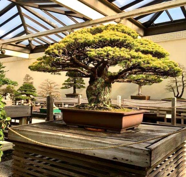 400-летнее дерево бонсай, пережившее бомбардировку Хиросимы необычное, прикол, фото