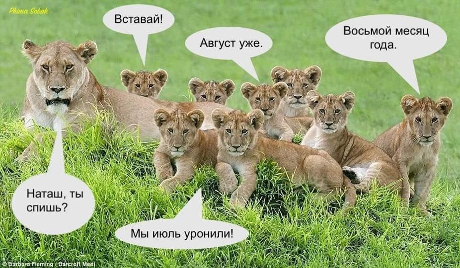 Юмор из интернета 622 позитив,смех,смехотерапия,улыбки,юмор