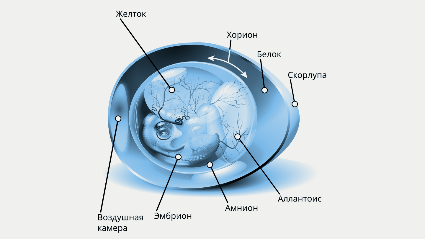 Строение яйца