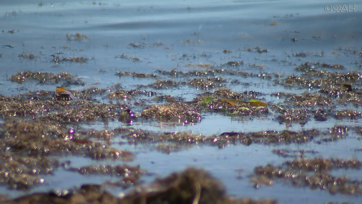 Тонны гниющих водорослей: на юге Приморья спешно восстанавливают крупнейший пляж