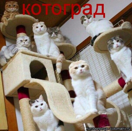 Лучшая котоматрица недели  позитив,смешные картинки,юмор