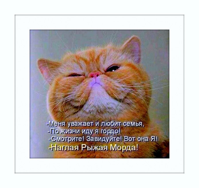 Жду приглашений на Новый Год! В гостях не вредничаю: ем, чем угощают... Пью, что наливают... Сплю, с кем положат... анекдоты