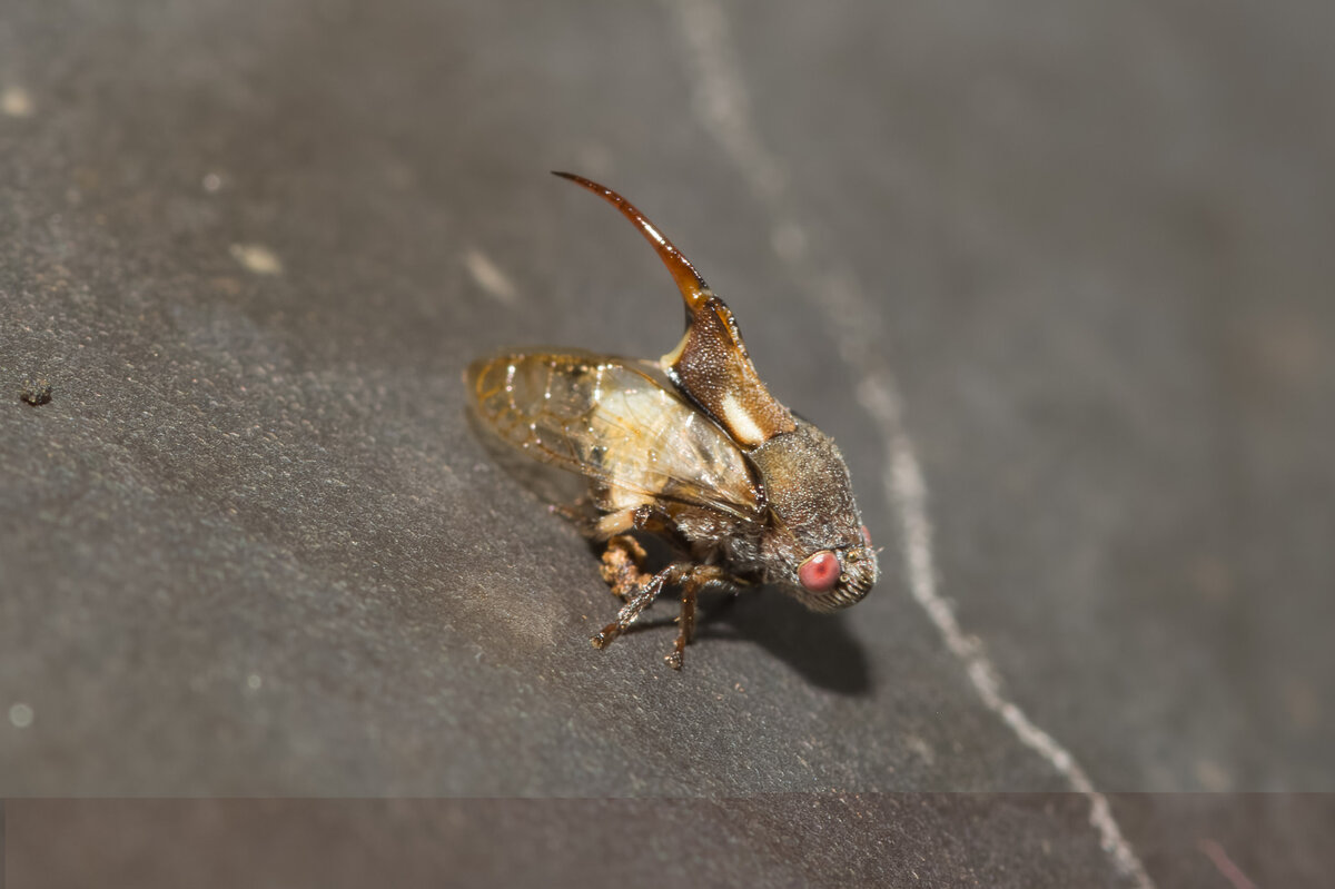 Интересно, а как этот рог сказывается на аэродинамике?