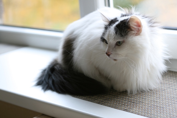 Кошка-женоненавистница