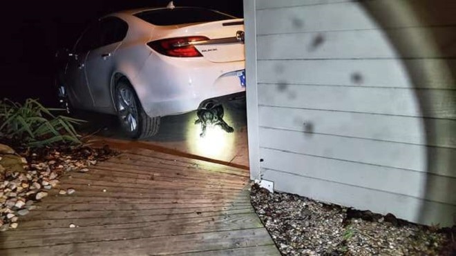 Щенок под машиной